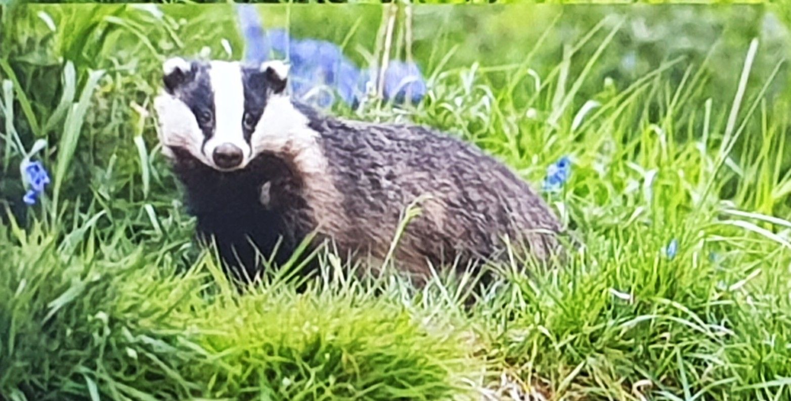 Badger (Chris Reekie)