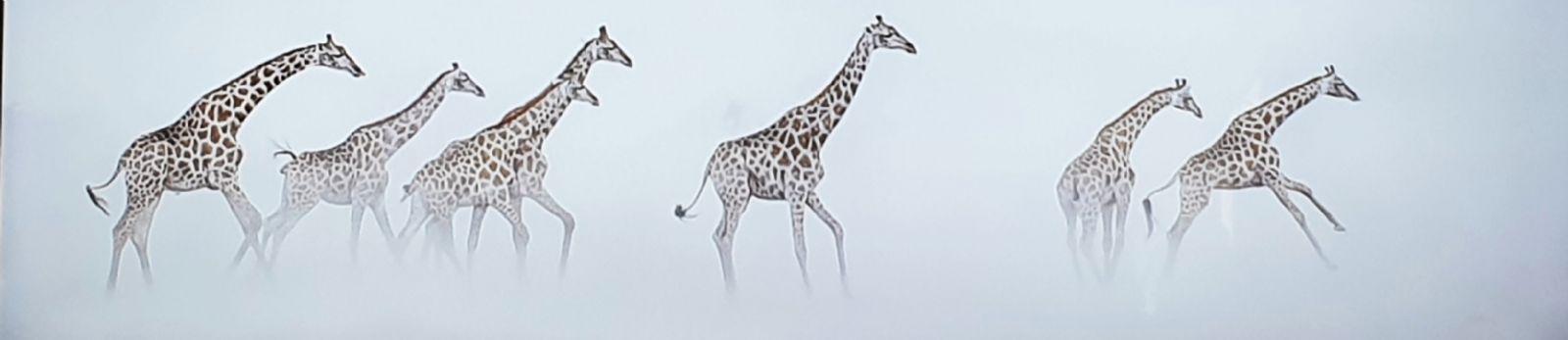 Giraffes in the dust (Chris Reekie)